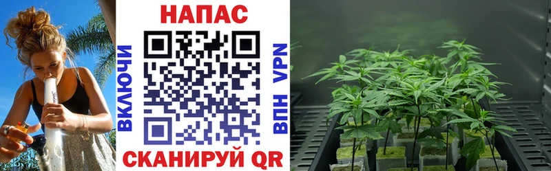Бошки Шишки план  даркнет сайт  Нолинск 